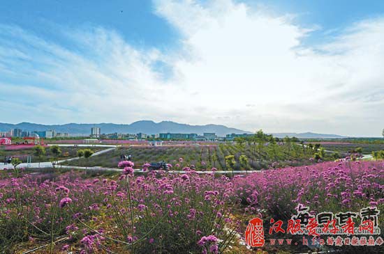 盛夏时节，镍都金昌姹紫嫣红，花香怡人。近年来，该市把香草产业作为发展文化旅游的突破口，以系列文化旅游活动为载体，打造浪漫花城、西部婚纱摄影基地。6月6日，金昌市第二届“薰衣草之约集体婚礼·中式婚礼季”在金昌市金川区紫金花城景区举行。本报记者高樯